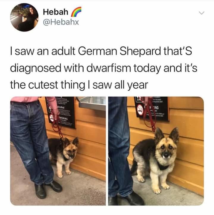 That's The Cutest Thing I've Ever Seen Meme Thats the cutest thing ive seen this day | /r/wholesomememes