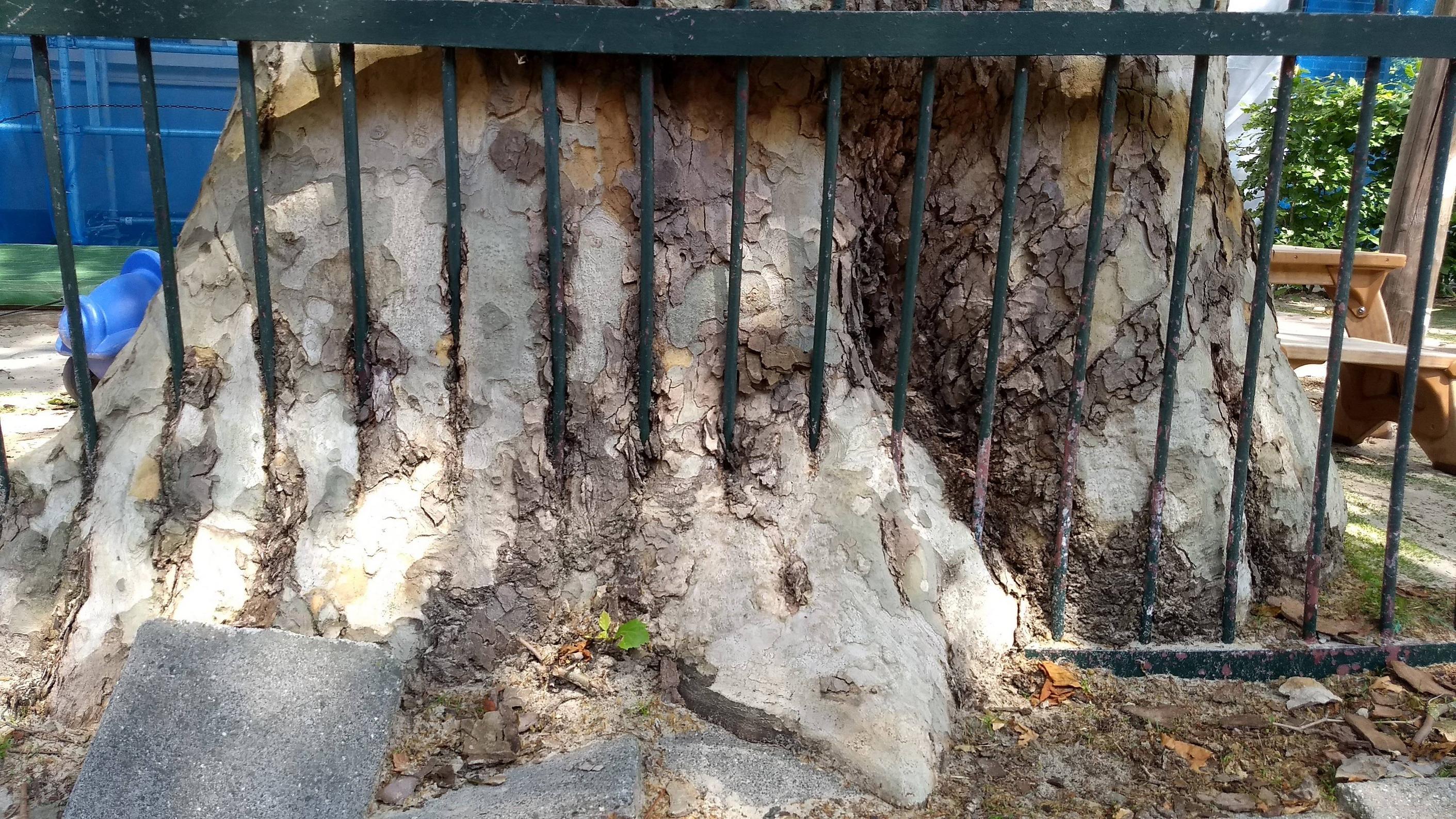 The way this tree engulfed this fence | r/mildlyinteresting | Mildly ...