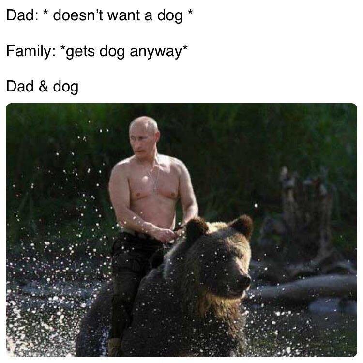 Our dog Dad and the Dog Know Your Meme