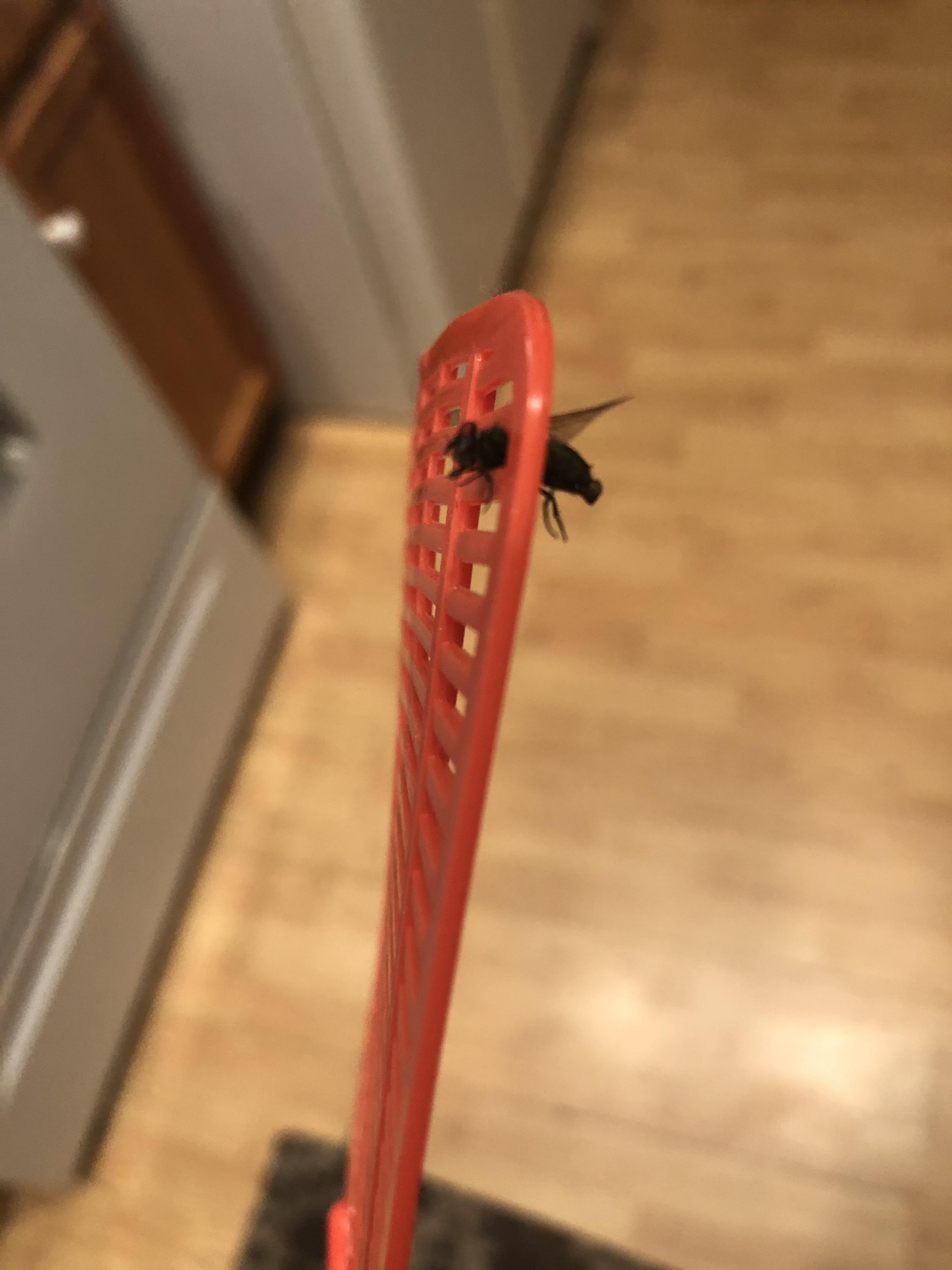 I just hit this fly so hard in midair its head got stuck in the swatter! r/mildlyinteresting
