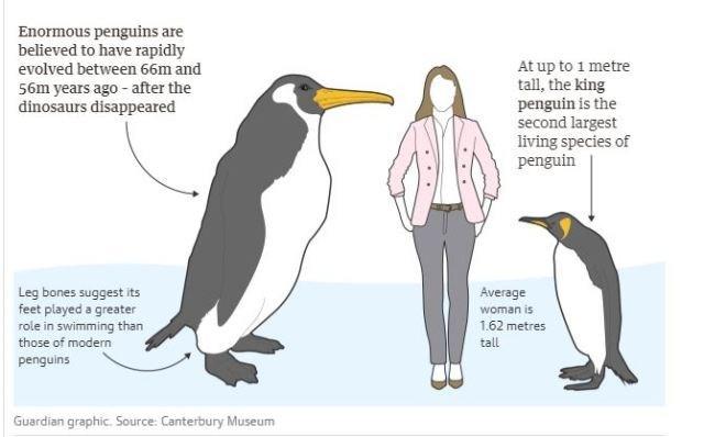 60 million years ago, human sized penguins ruled the planet | Penguins
