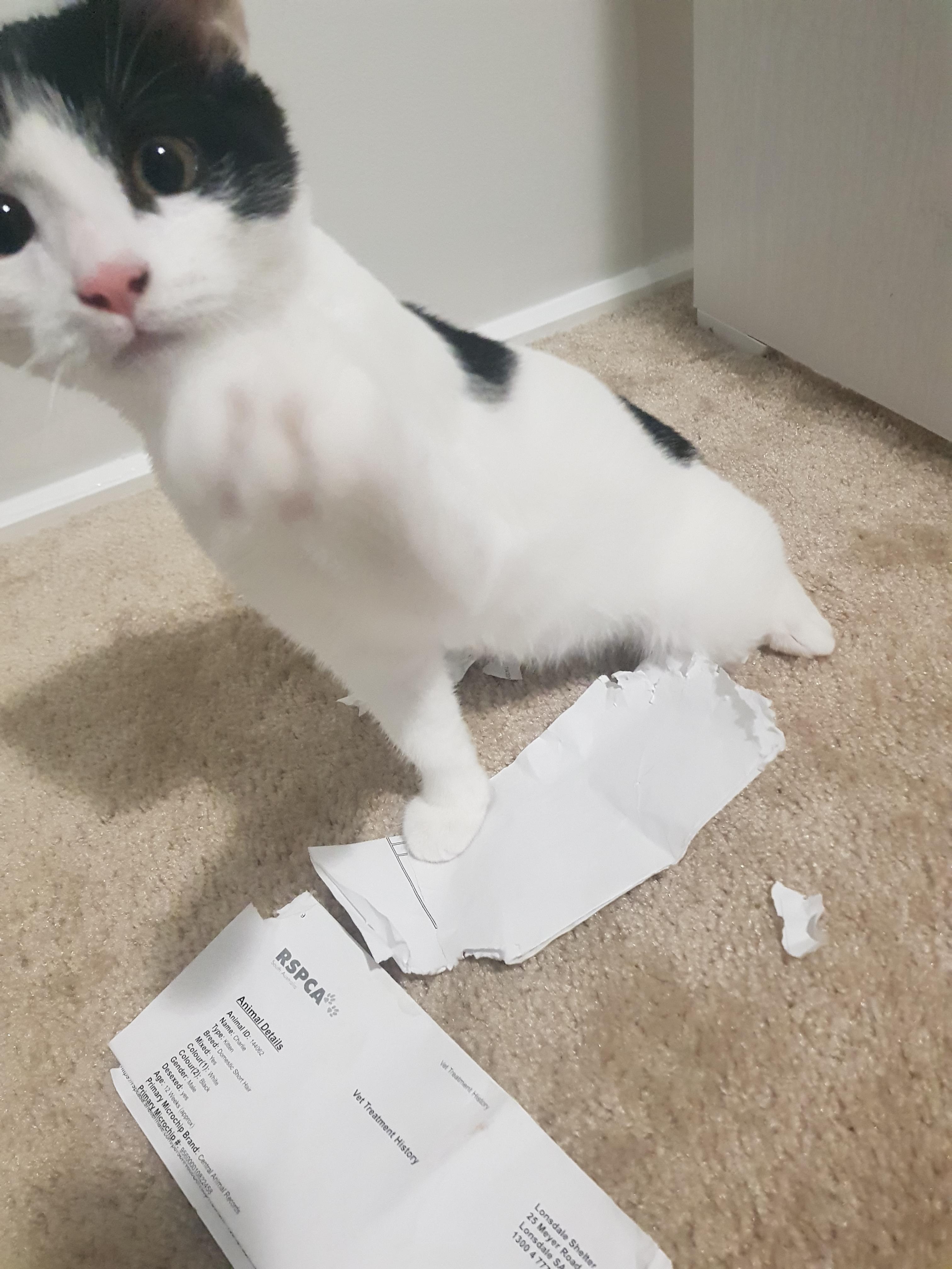 My new cat tearing up his adoption certificate /r/MildlyInfuriating
