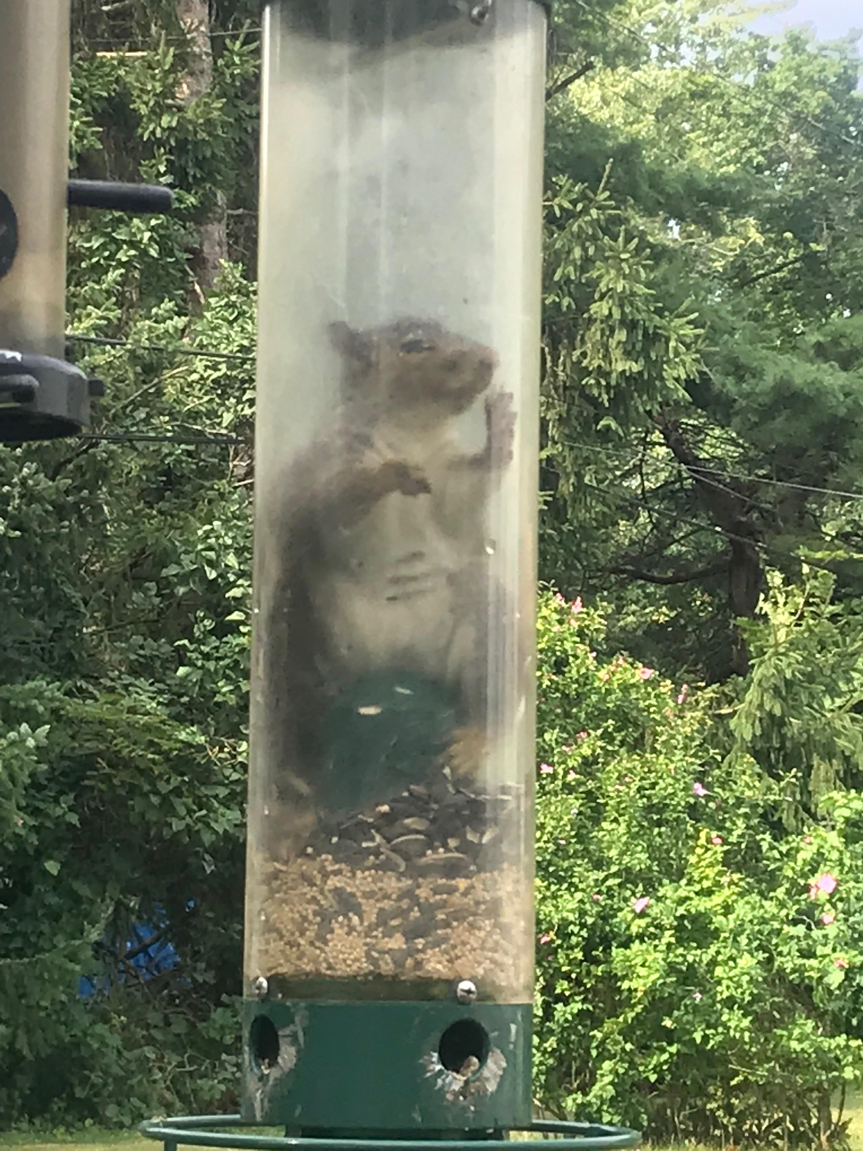 A Squirrel Got Stuck In My Neighbor S Bird Feeder R