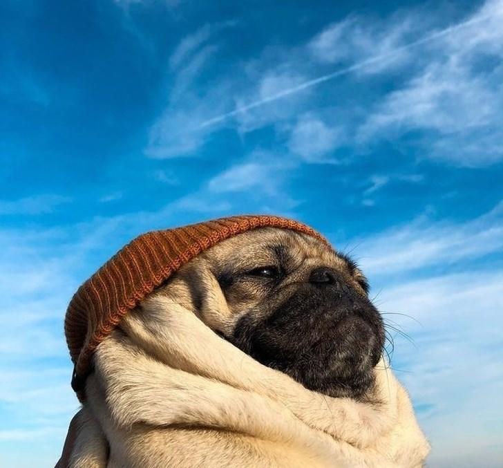 This dog looks like he's about to release an album of whispery acoustic