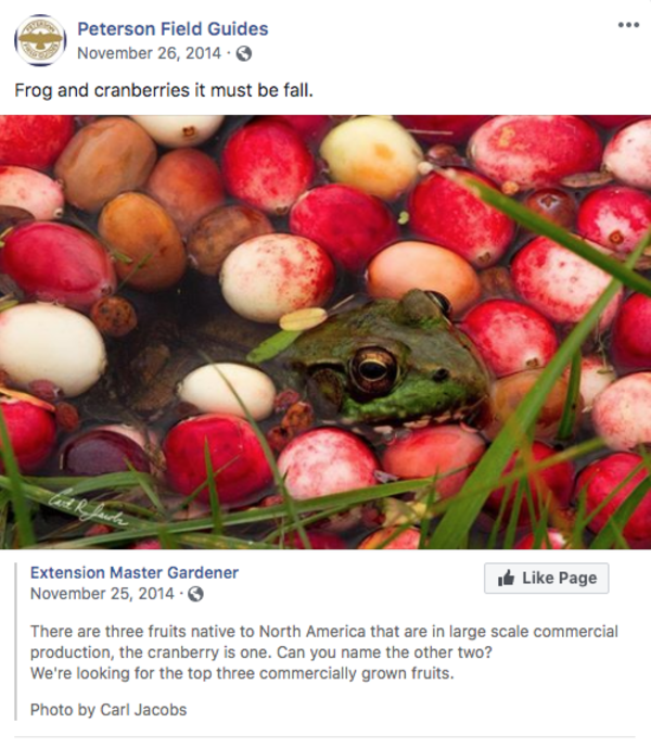 Frog and cranberries it must be fall. Frog and Cranberries It Must Be