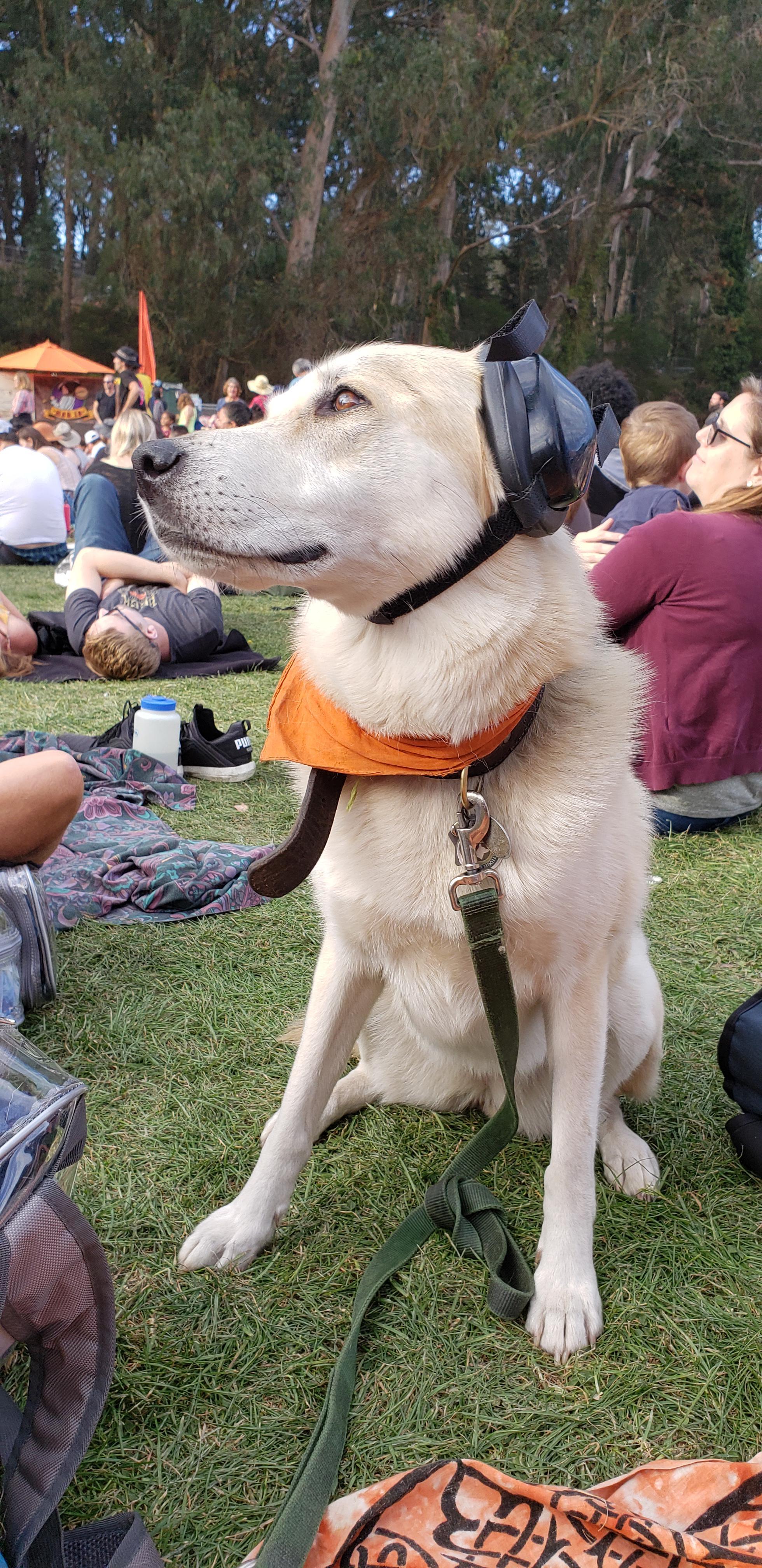 This dog, wearing earmuffs at a music festival. r/mildlyinteresting