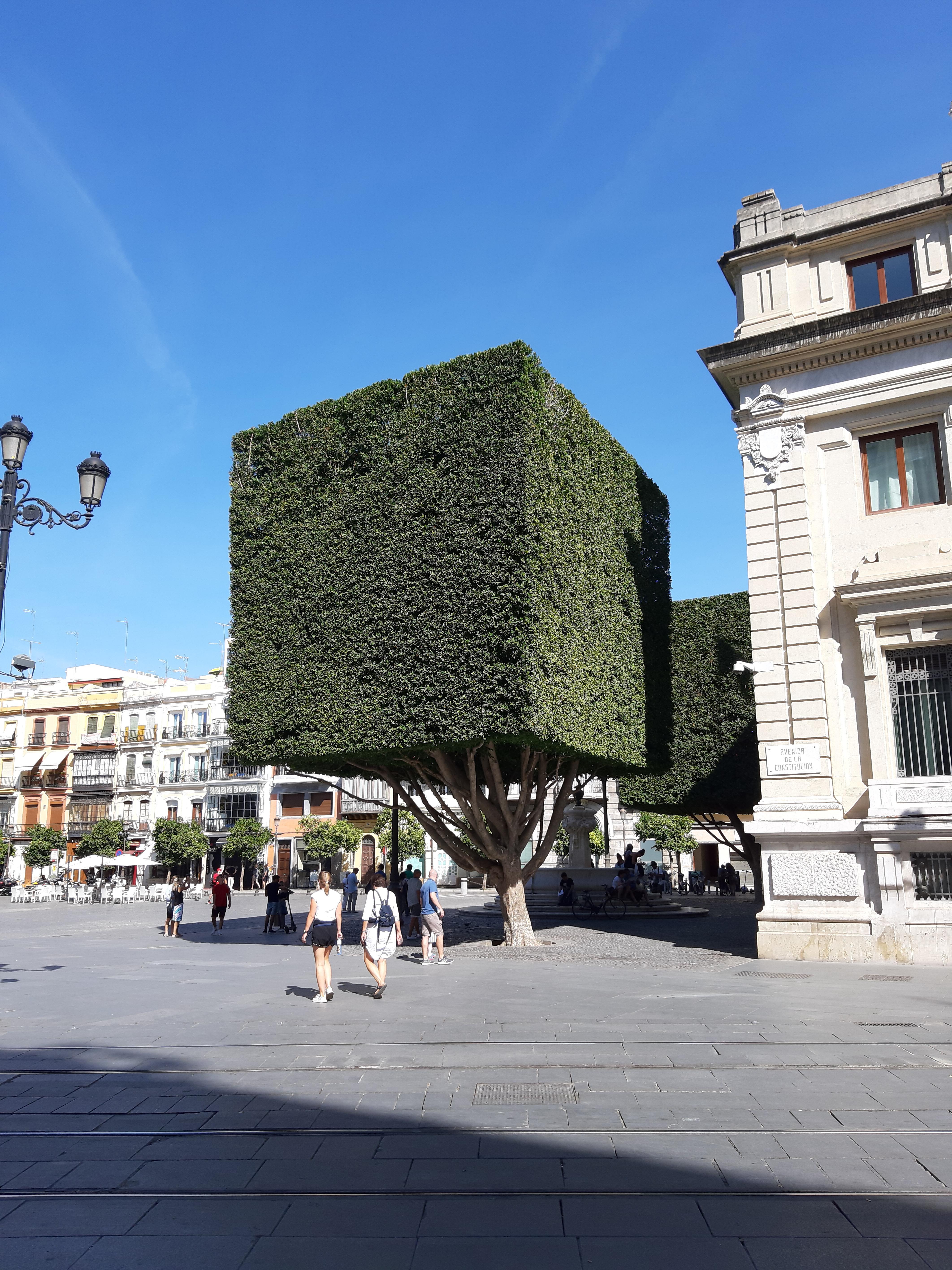 This perfectly squared tree in Sevilla | r/mildlyinteresting | Mildly ...