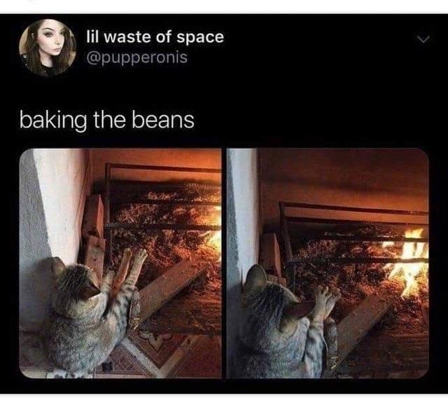 Delicious baked beans Cats Know Your Meme