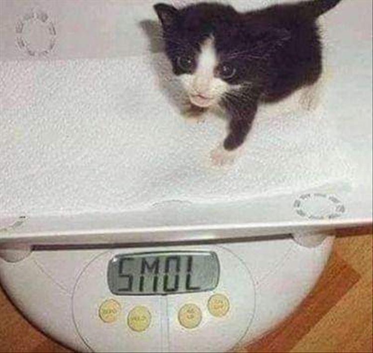 The scales don't lie Smol Know Your Meme