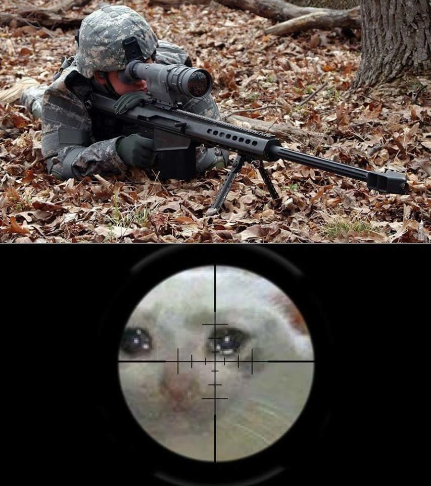 Sniper shooting crying cat Cat Sniping Crying Cat Know Your Meme