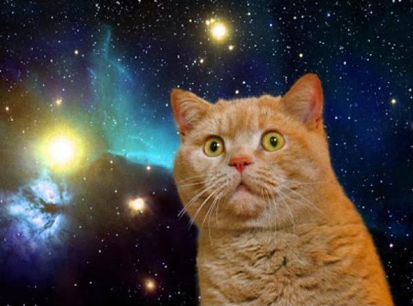 Space cat | Cats | Know Your Meme