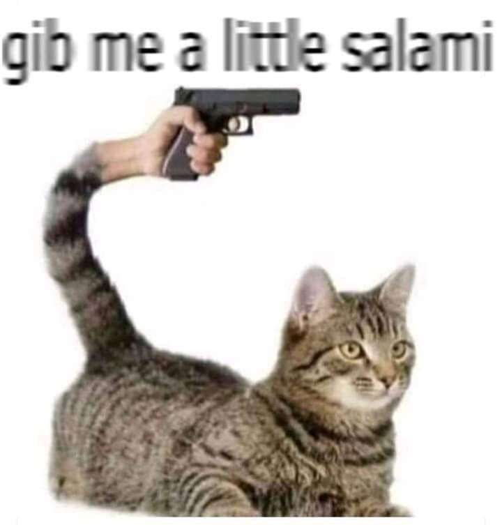 gibe salami Cats Can Have a Little Salami Know Your Meme