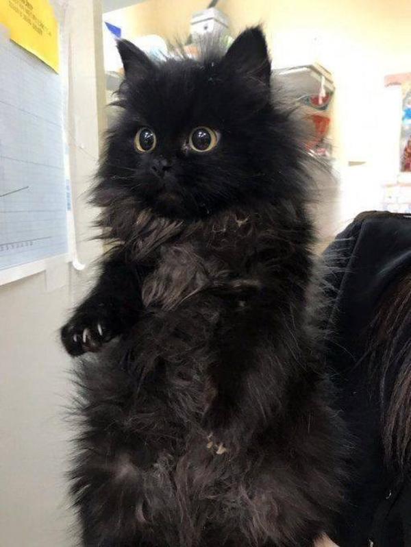An Alarmed Floof Of Darkness Cats Know Your Meme
