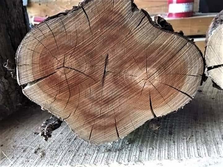 This tree that looks like E.T. | /r/mildlyinteresting | Mildly ...
