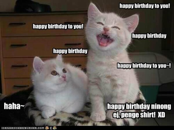 happy birthday to you! | Cats | Know Your Meme