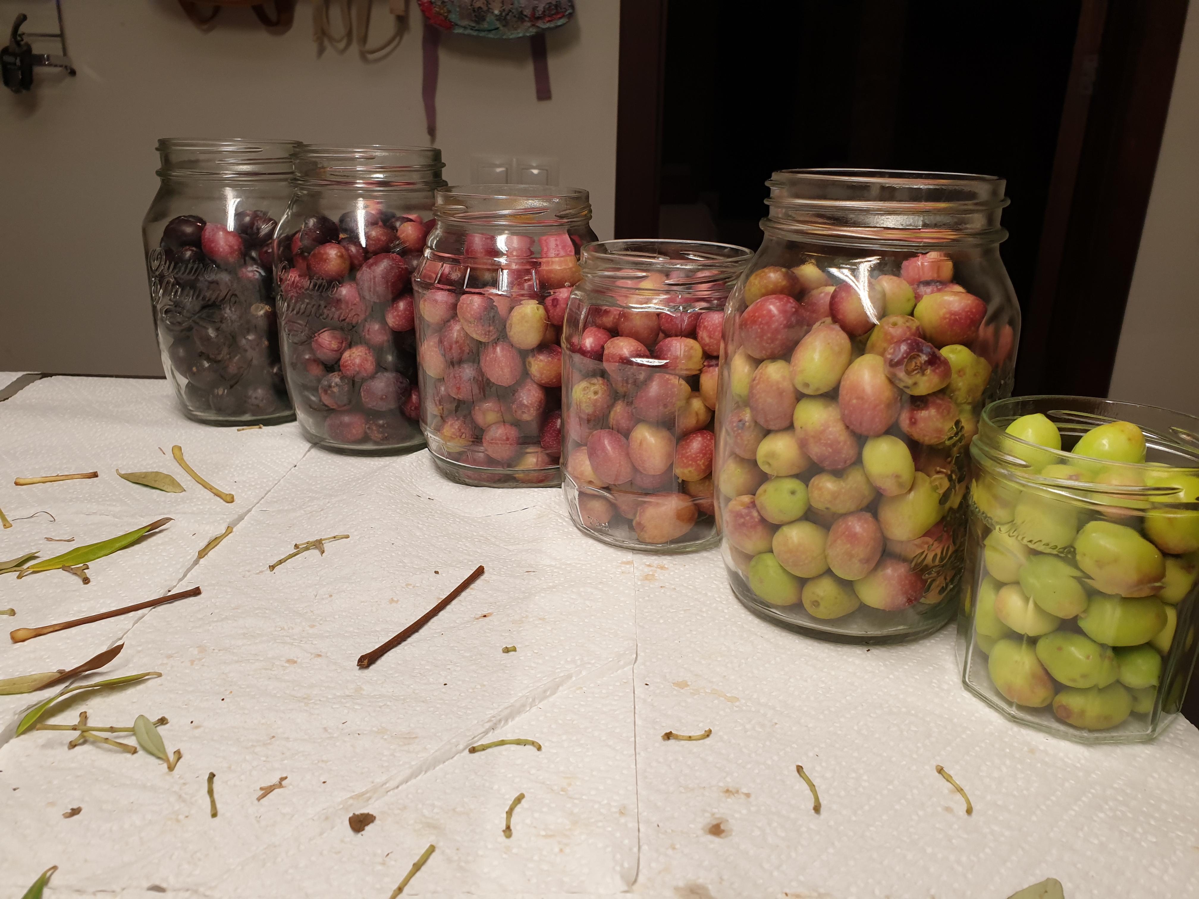 My harvested olives sorted by colour tone /r/mildlyinteresting