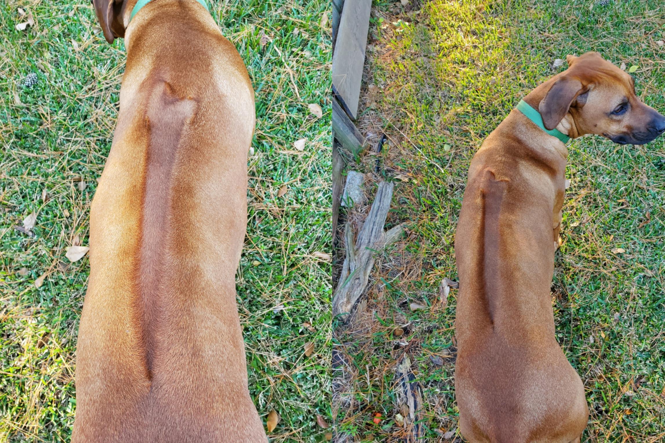 I have a Rhodesian Ridgeback. This breed has a ridge on their back