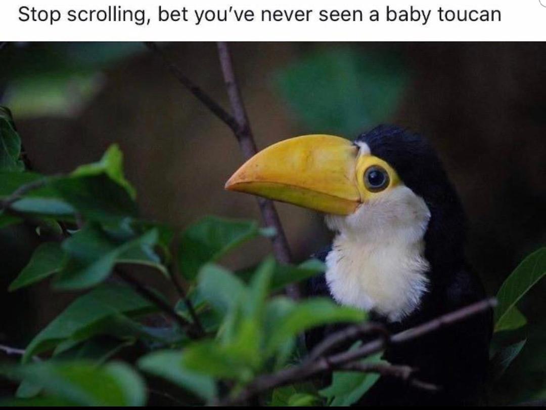 Wholesome Baby Tucan R Wholesomememes Wholesome Memes Know Your Meme