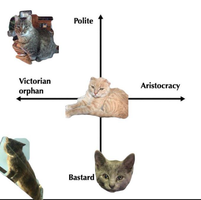 Orphan Gang Victorian Orphan / Aristocracy Cat Scale Know Your Meme