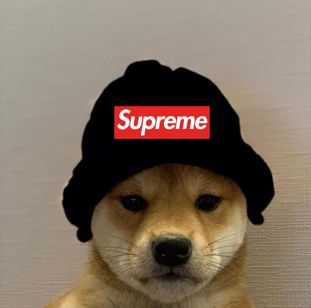 SUPREME Dogwifhat | Dogwifhat | Know Your Meme