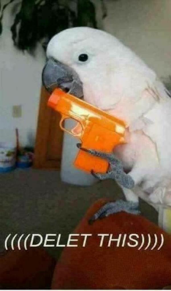 BIRD WITH GUN Delet This Know Your Meme