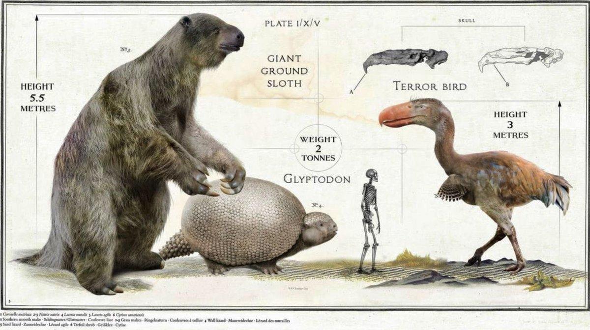 Size comparison of a giant ground sloth, glyptodon, and a terror bird