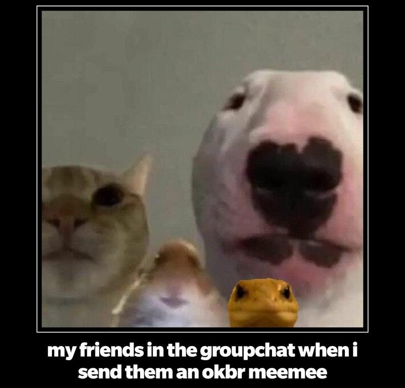 My Friends In The Group Chat Staring Animals Know Your Meme