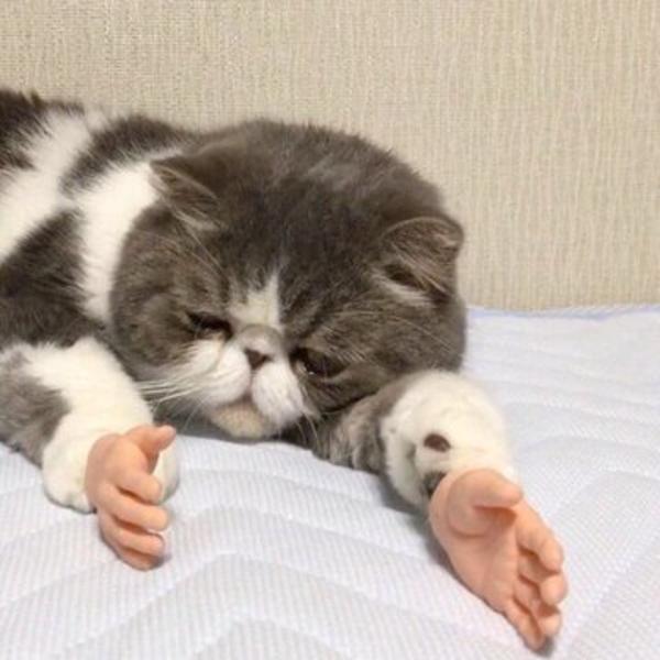 Grey And White Cat Getting Sad Cats With Prosthetic Hands Know Your Meme