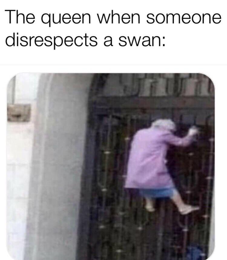 Swan The Queen Has Breached Containment Know Your Meme