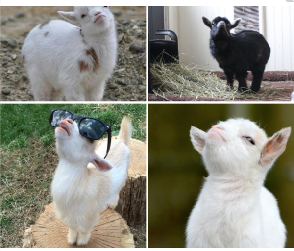 sassy goats with attitudes Smug Goat Know Your Meme