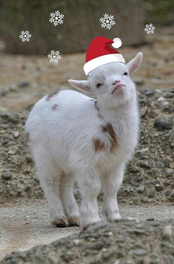 christmas goat Smug Goat Know Your Meme