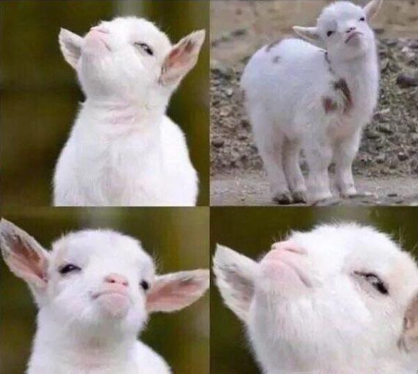 Template Smug Goat Know Your Meme