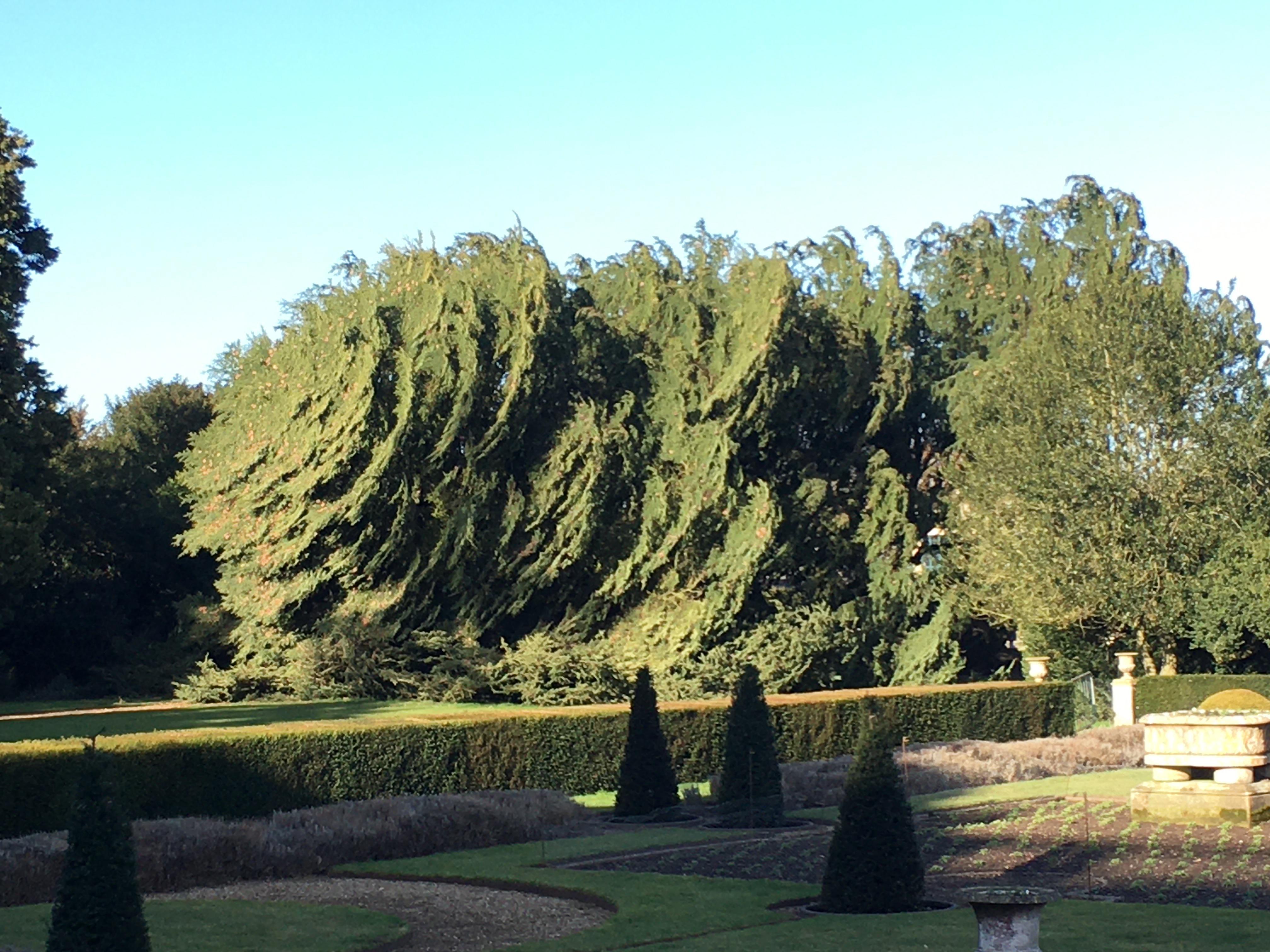 This large tree that fell over and has survived for about 3 months ...