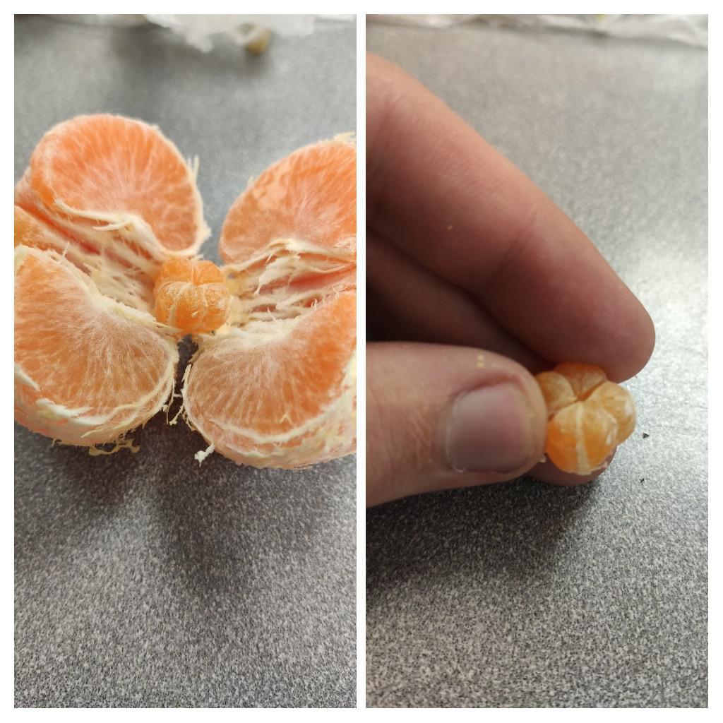 My tangerine has a minitangerine inside /r/mildlyinteresting Mildly Interesting Know Your