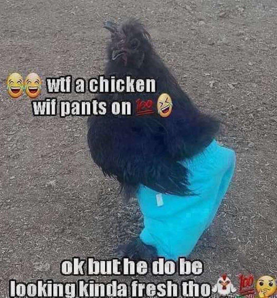 chicken with pants he do be lookin kinda fresh Know Your Meme