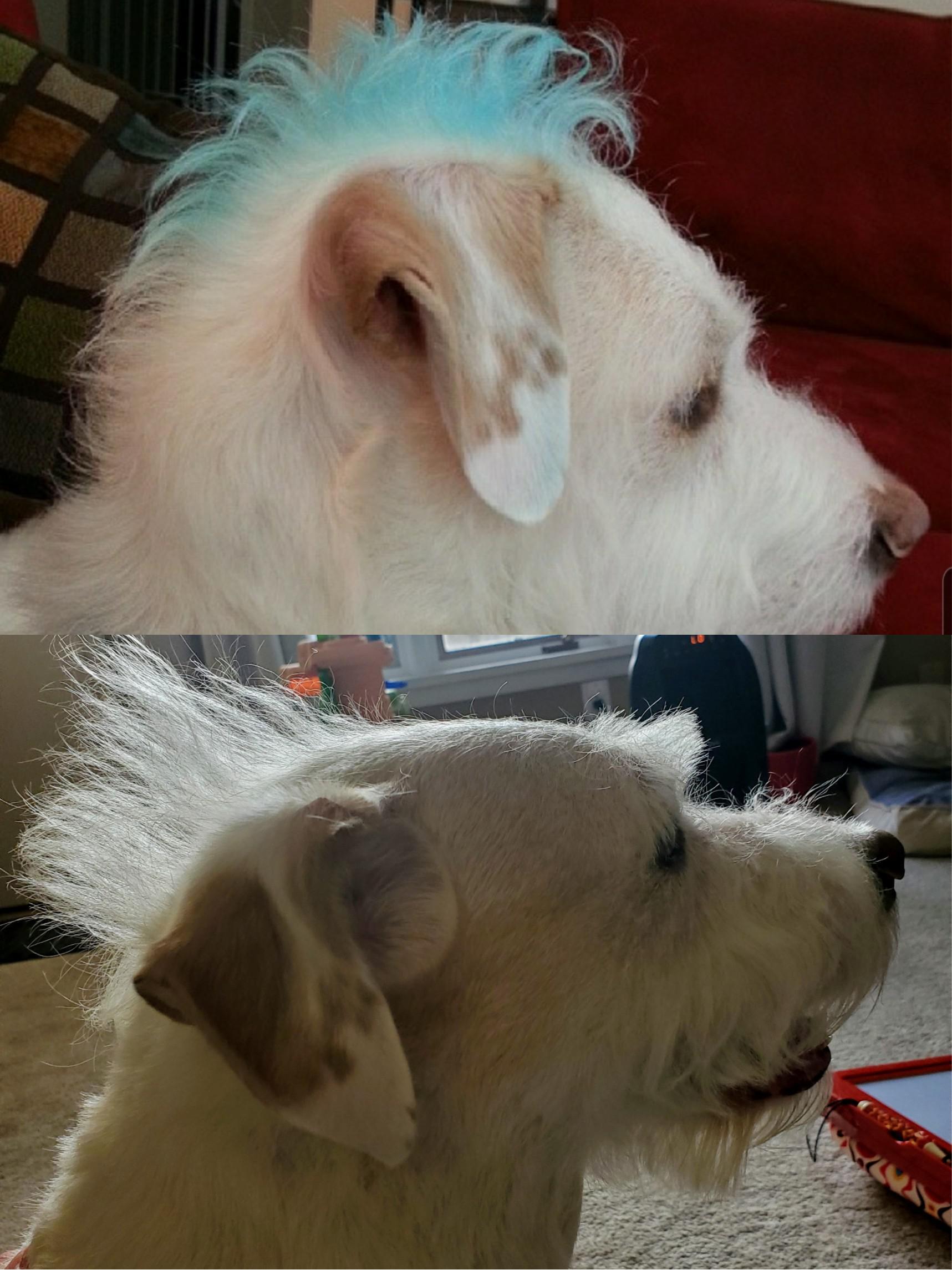 My dogs receding hairline. His natural mohawk 6 years apart. /r