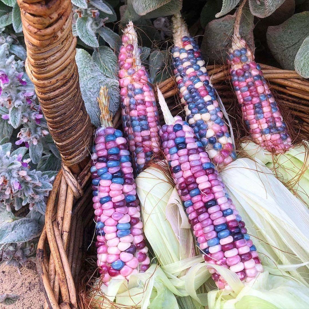 Pink, Purple and Blue Corn /r/mildlyinteresting Mildly Interesting Know Your Meme