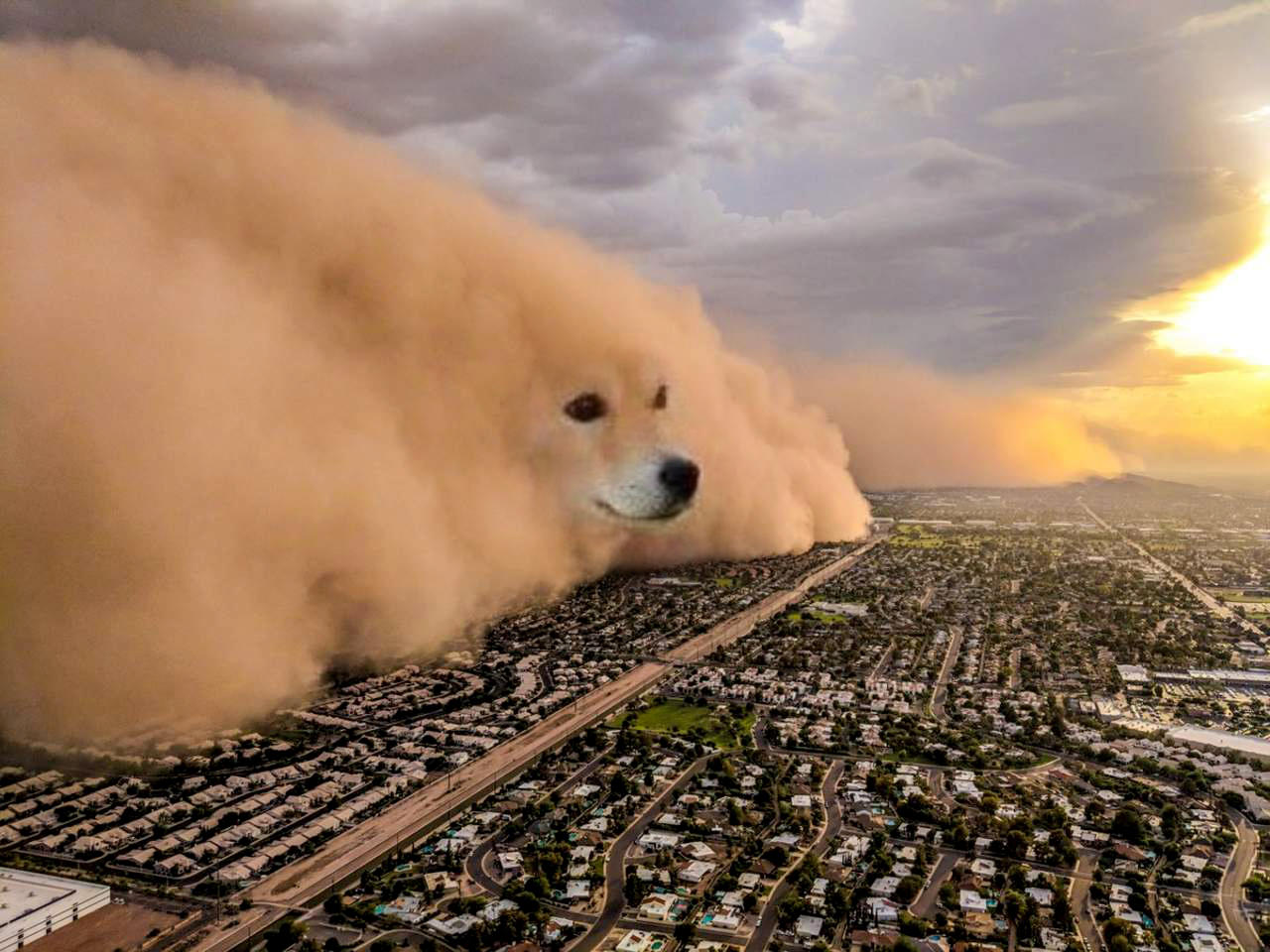 dogo sand storm Dust Storm Dog Know Your Meme