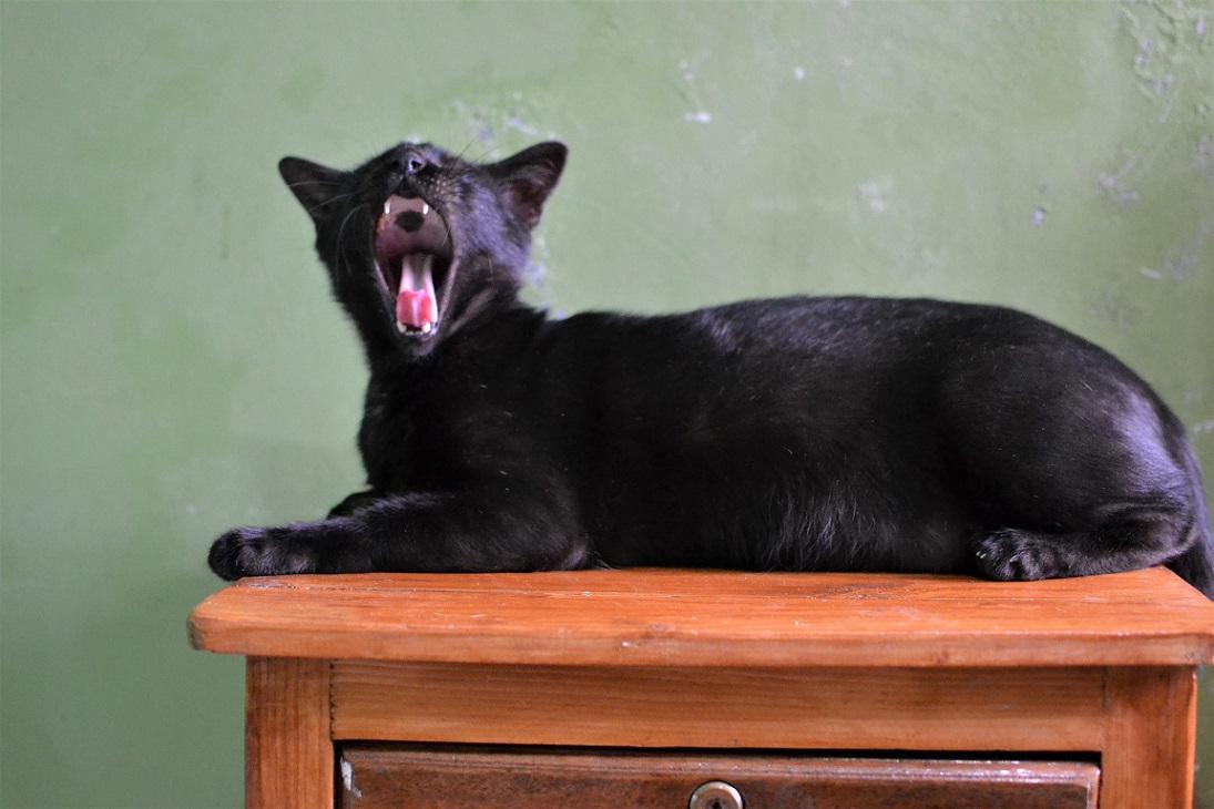 My cat has a hidden birthmark inside his mouth /r/mildlyinteresting