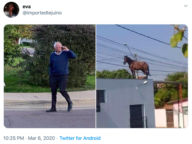 Horse Bernie Sanders Looking Up On The Phone Know Your Meme
