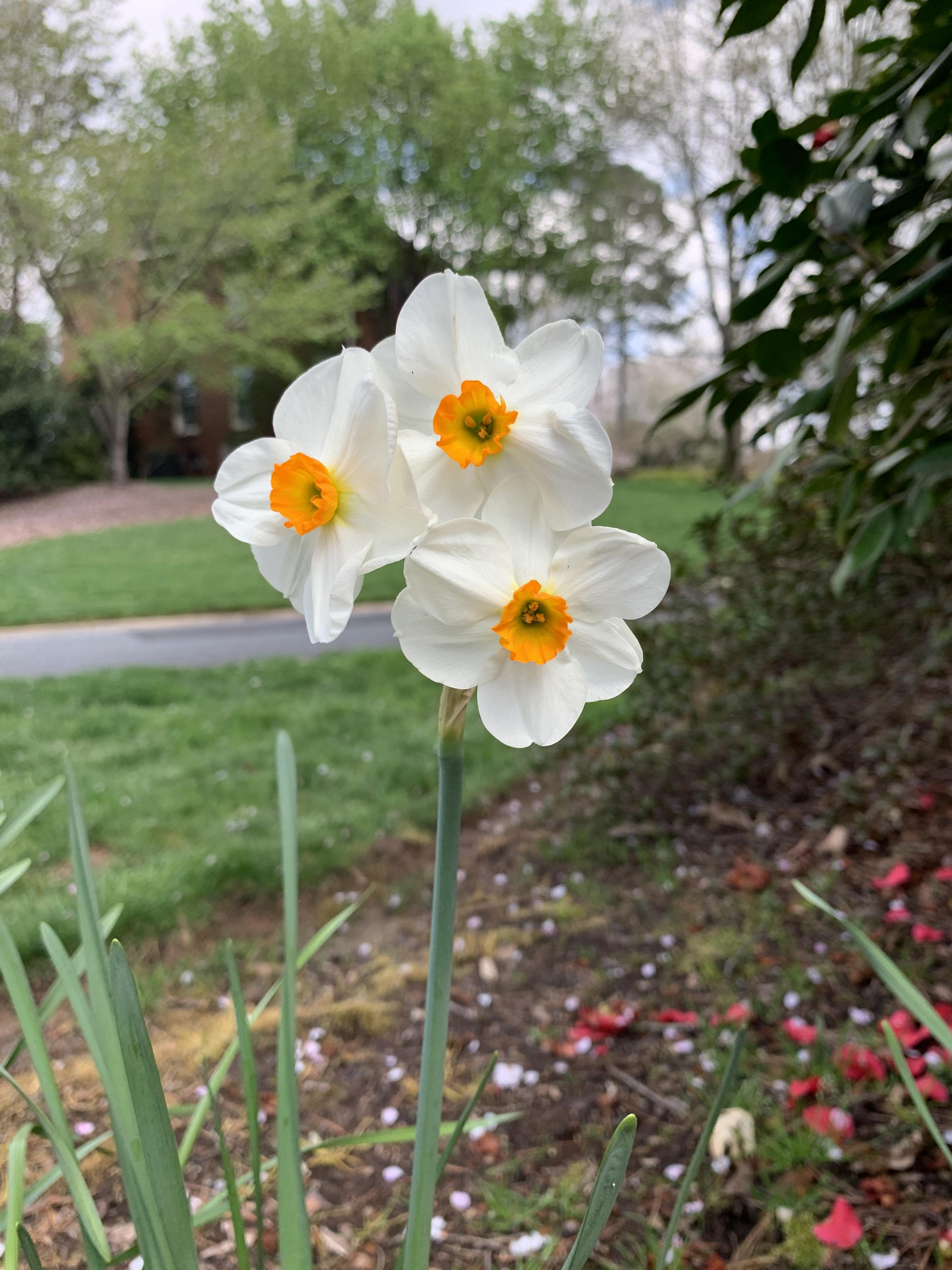 There’s a 3headed daffodil growing in my front yard. /r/mildlyinteresting Mildly