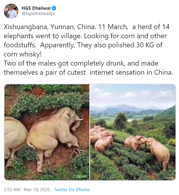 Cutest Drunk Elephants Know Your Meme