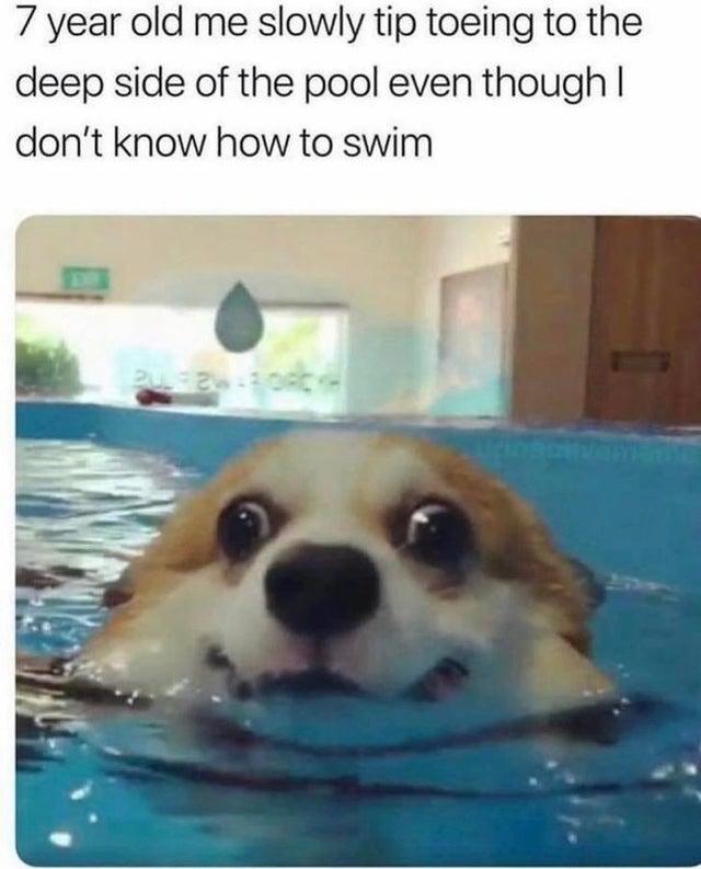 swimming Dogs Know Your Meme