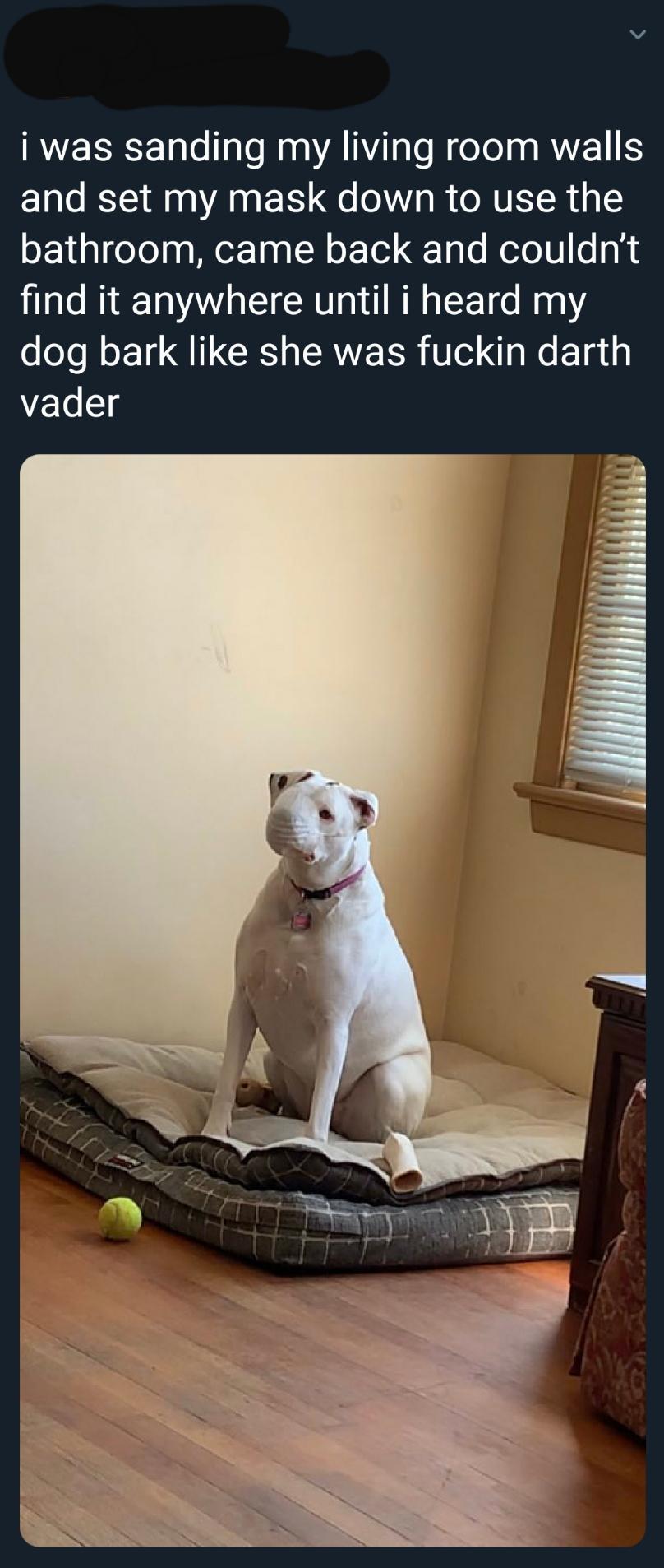 dog face mask That Happened Know Your Meme