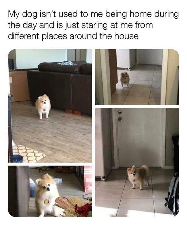 staring Dogs Know Your Meme