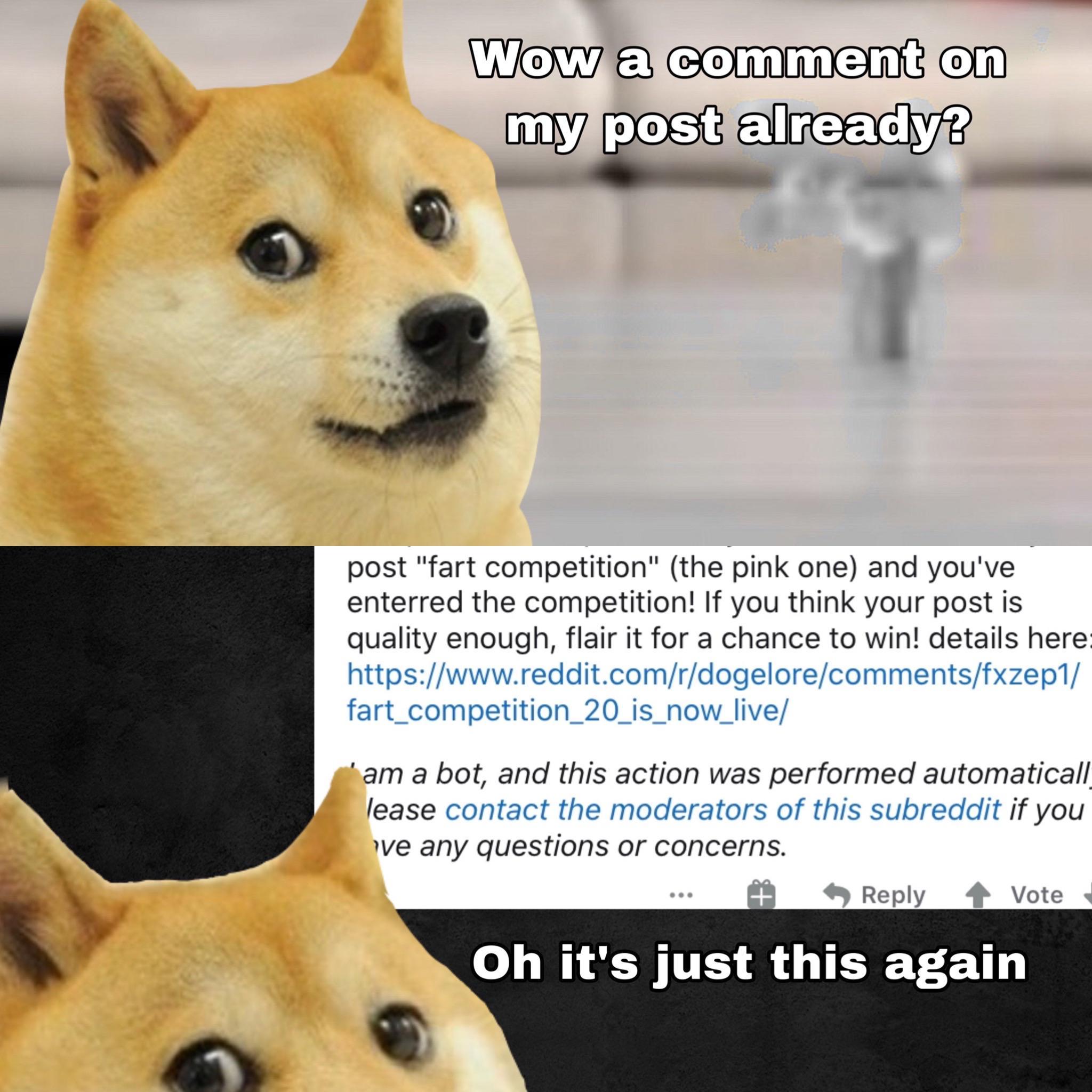 shiba inu temperament reddit