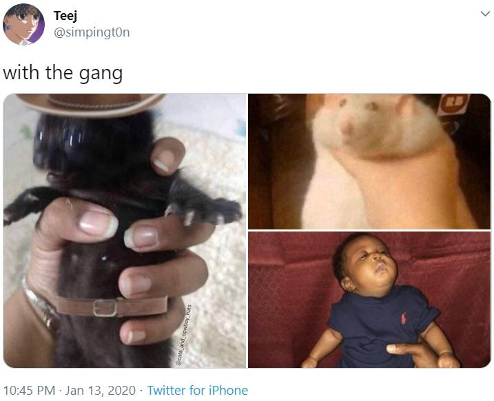 with the gang | Fat Rat Being Grabbed | Know Your Meme