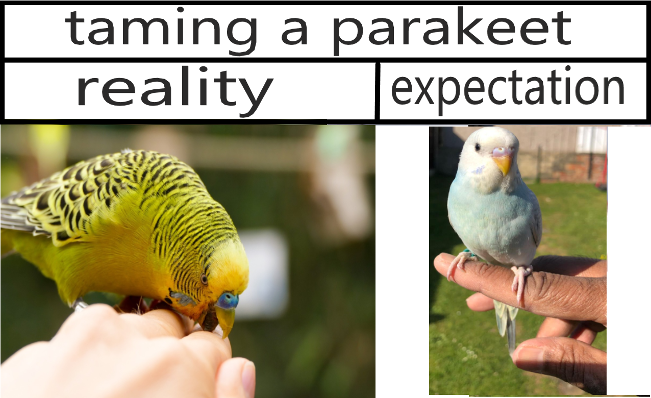 taming a budgie expectation v.s reality Birds Know Your Meme