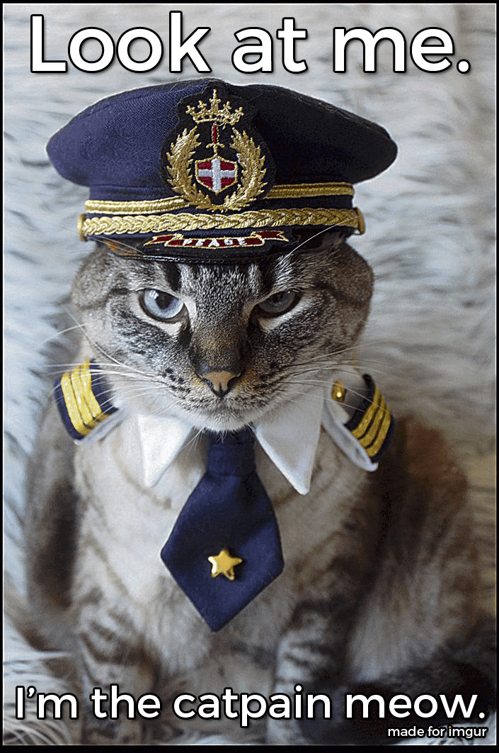 captain meow Look At Me, I'm The Captain Now Know Your Meme