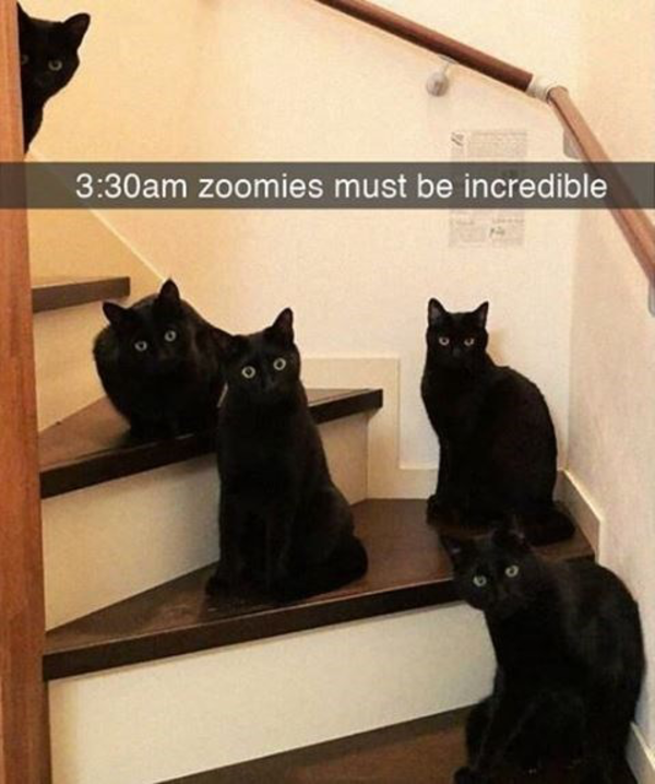 the 330am zoomies must be incredible snapchat Snapchat Know Your Meme